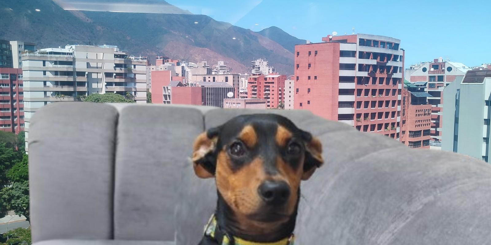Ley de mascotas en condominios caraqueños